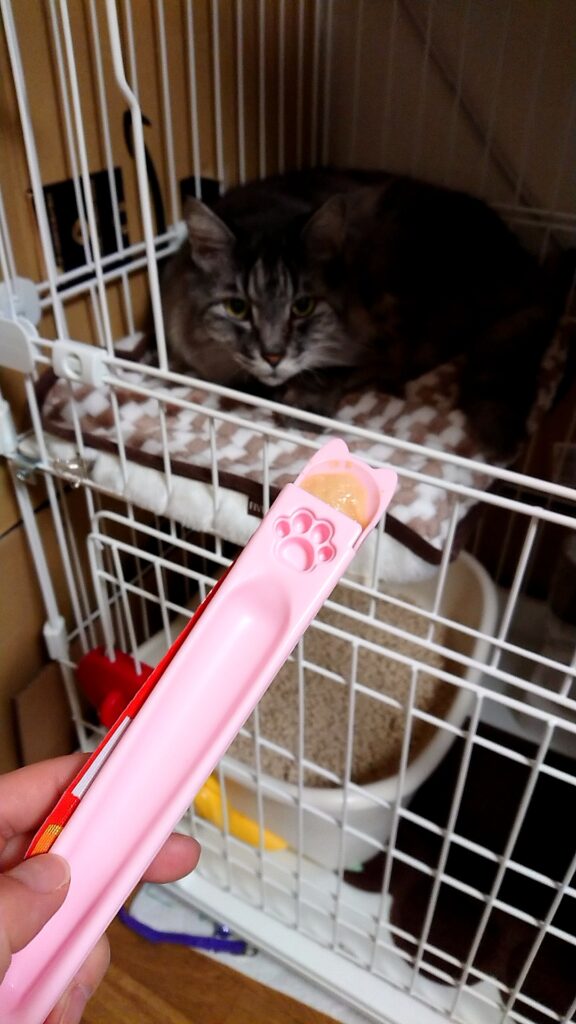 ちゅ〜るを差し出すと、ケージの中から見つめるちーちゃん